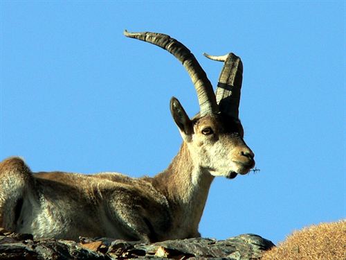 Las poblaciones de cabra montés y jabalí de Sierra Nevada son "monitorizadas"